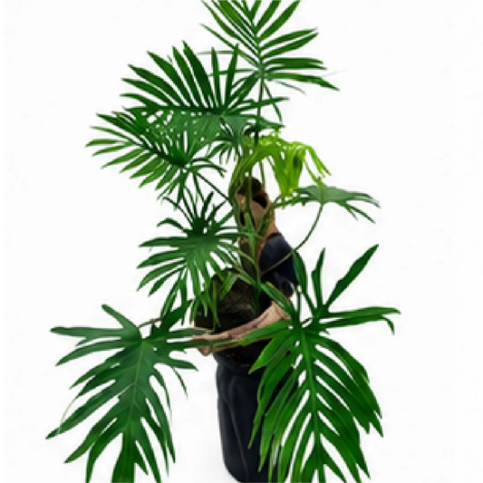 Philodendron Elegans – Tissue Culture