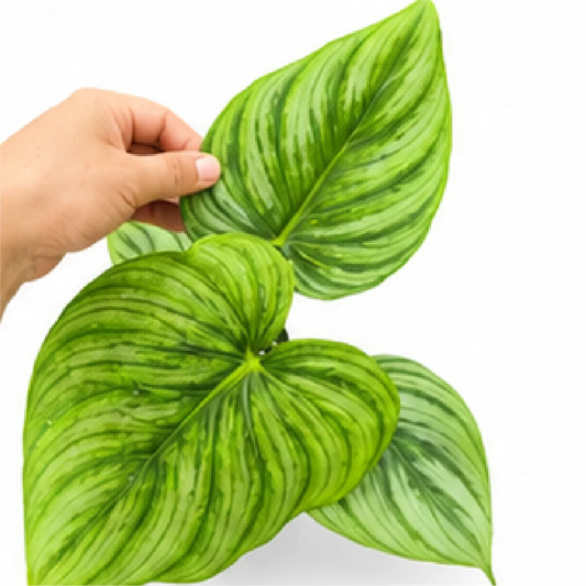 Philodendron Plowmanii – Tissue Culture