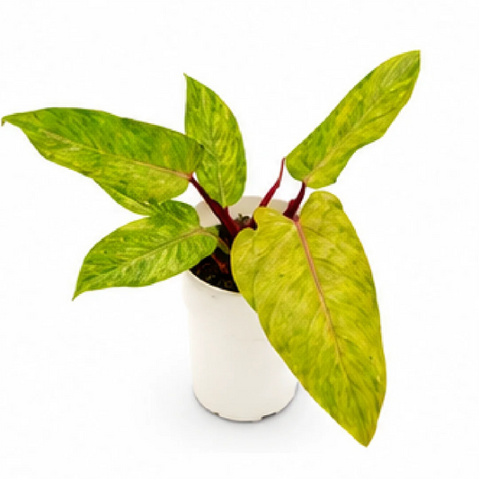 Philodendron Painted Lady Red – Tissue Culture