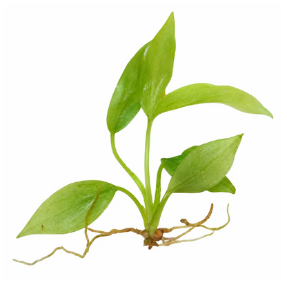 Philodendron Whipple Way Tissue Culture