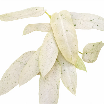 Philodendron Whipple Way Tissue Culture