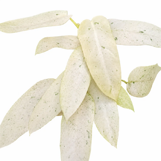 Philodendron Whipple Way Tissue Culture
