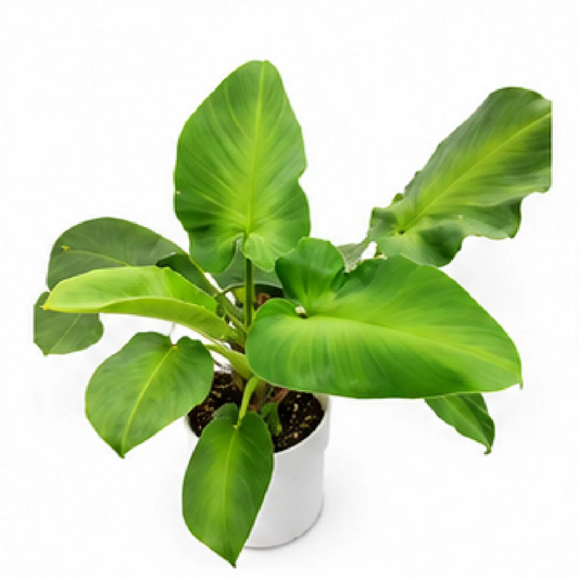 Philodendron Rugosum Aberrant – Tissue Culture