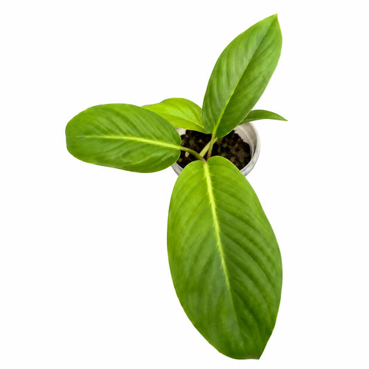 Philodendron White Veins – Tissue Culture