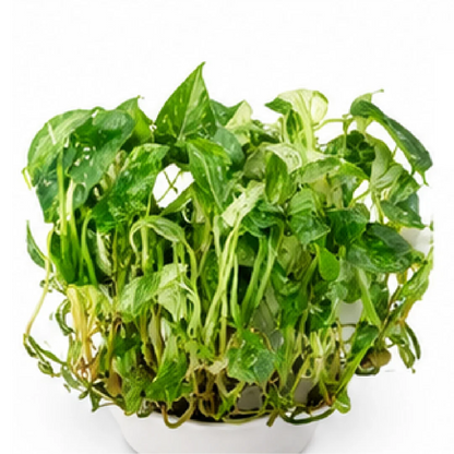 Philodendron Epipremnum Giganteum Var – Tissue Culture