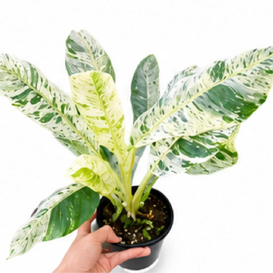 Philodendron Epipremnum Giganteum Var – Tissue Culture