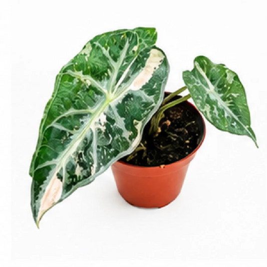 Alocasia Parasol Pink Var – Tissue Culture