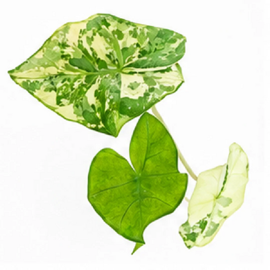 Alocasia Silver Feathers Var – Tissue Culture