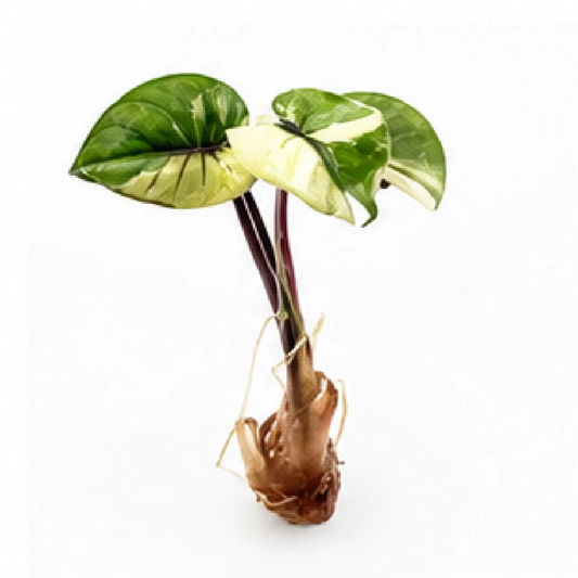 Alocasia Serendipity Pink Var – Tissue Culture