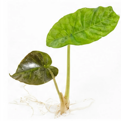 Alocasia Longiloba Pink Dragon Aurea Var – Tissue Culture