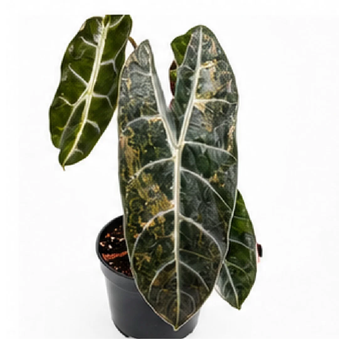 Alocasia Longiloba Pink Dragon Aurea Var – Tissue Culture