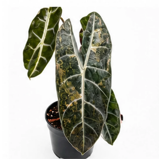 Alocasia Longiloba Pink Dragon Aurea Var – Tissue Culture