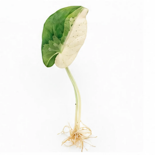 Alocasia Black Velvet Snow Flake Albo Var – Tissue Culture