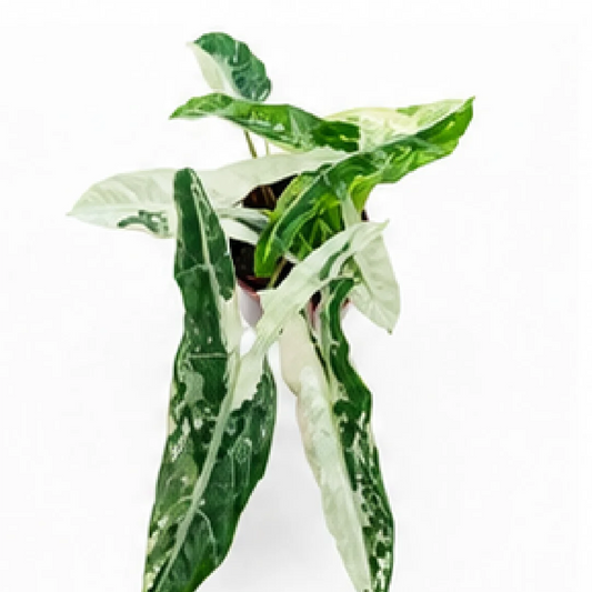 Alocasia Longiloba Narrow Sp. Borneo Albo Var – Tissue Culture