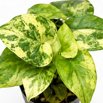 Alocasia Lauterbachiana Var – Tissue Culture