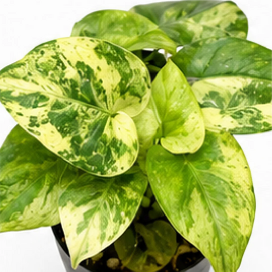 Alocasia Lauterbachiana Var – Tissue Culture