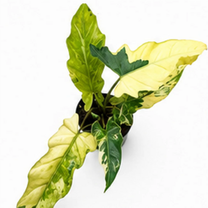 Alocasia Lauterbachiana Var – Tissue Culture