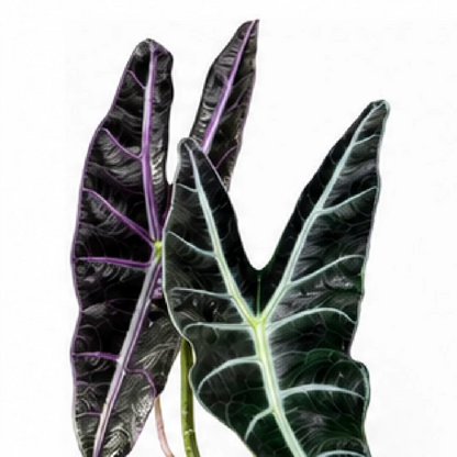 Alocasia Longiloba Purple – Tissue Culture