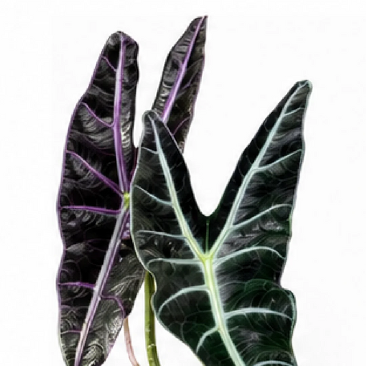 Alocasia Longiloba Purple – Tissue Culture