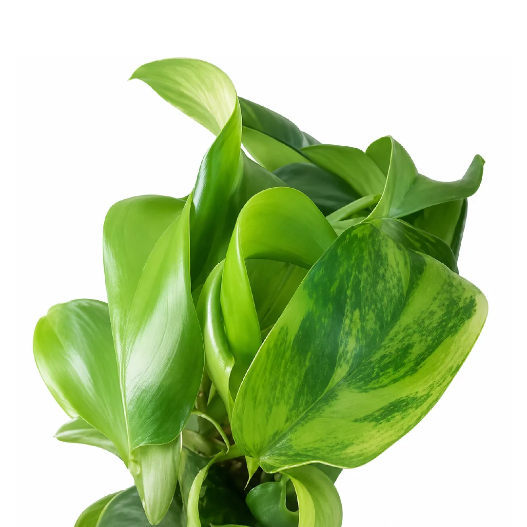 Philodendron Mayoi Aurea Var Tissue Culture