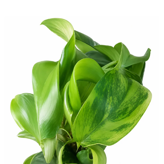 Philodendron Mayoi Aurea Var Tissue Culture