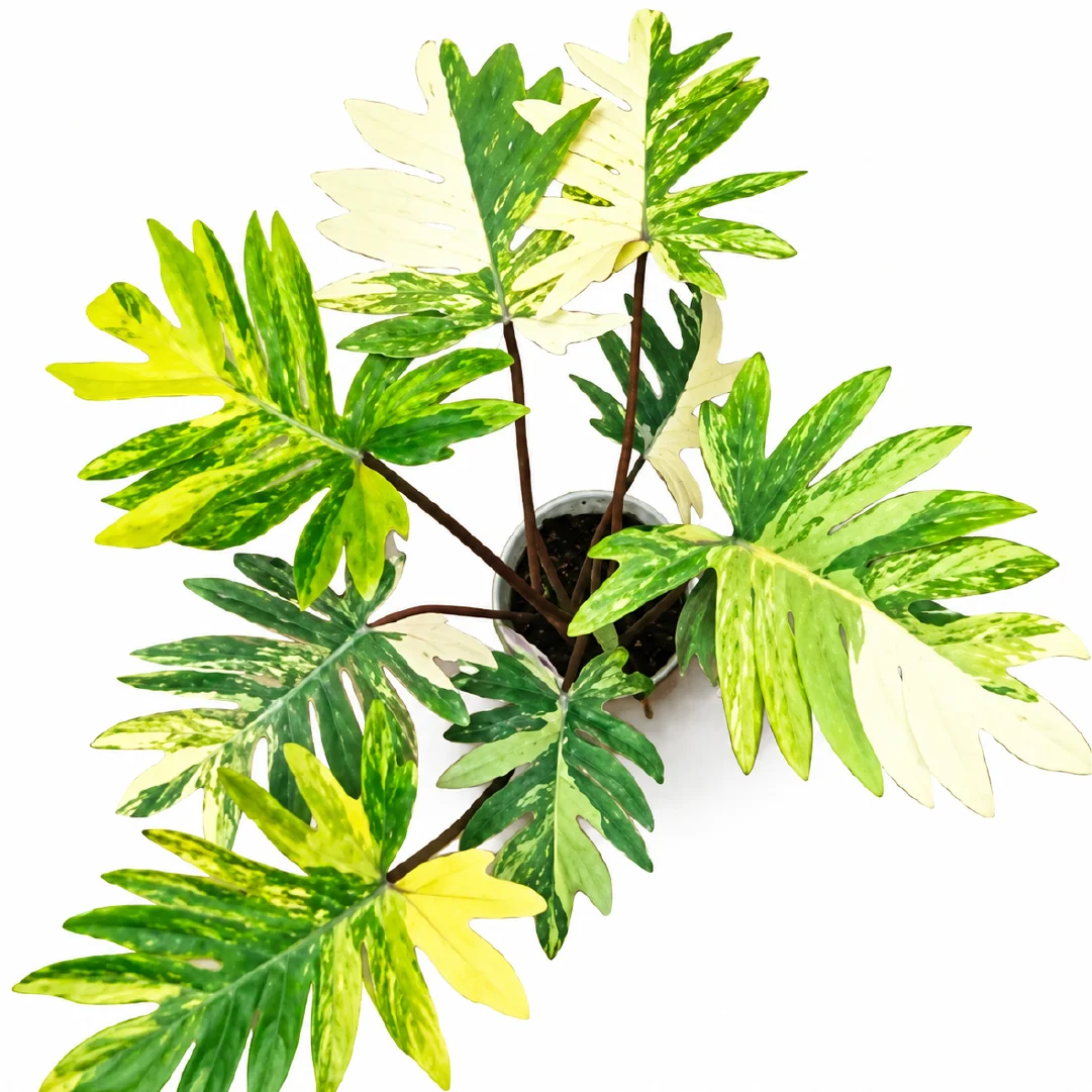 Philodendron Mayoi Aurea Var Tissue Culture