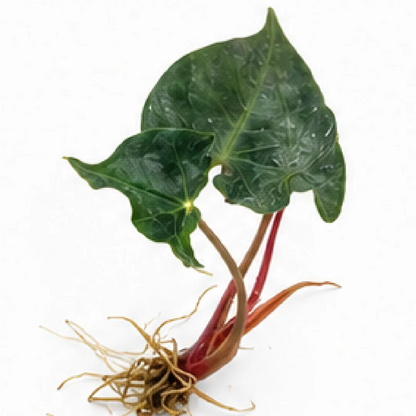 Alocasia Amazonica Mutation / Alocasia Night Light Cup – Tissue Culture