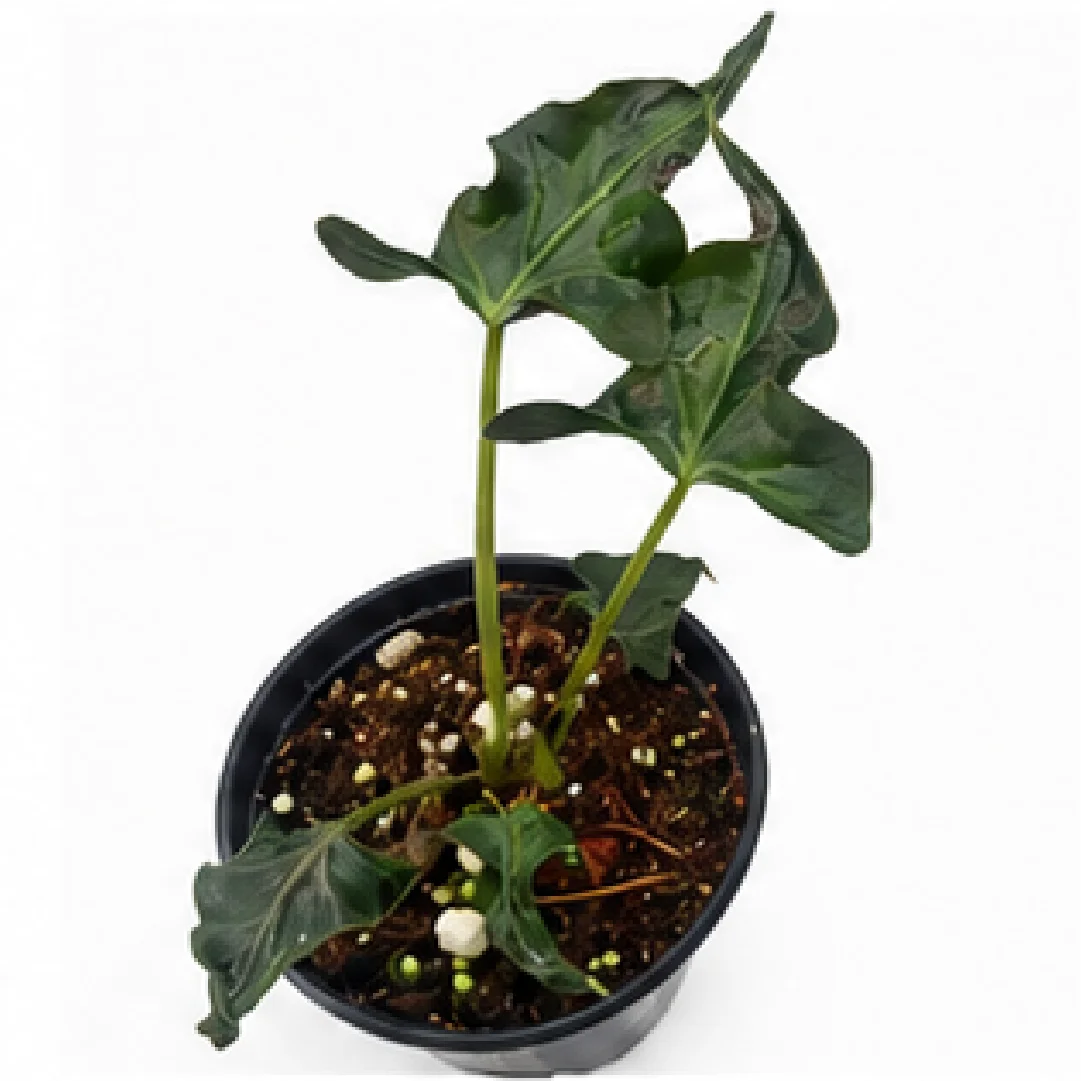 Alocasia Amazonica Mutation / Alocasia Night Light Cup – Tissue Culture