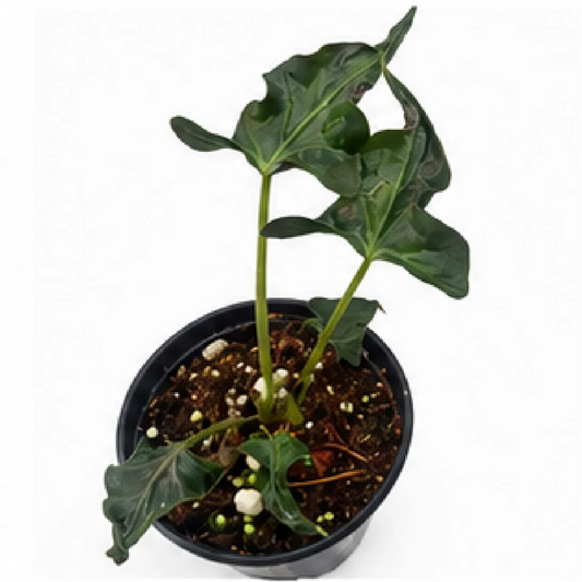 Alocasia Amazonica Mutation / Alocasia Night Light Cup – Tissue Culture