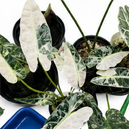 Alocasia Bambino Arrow Tricolor Var – Tissue Culture