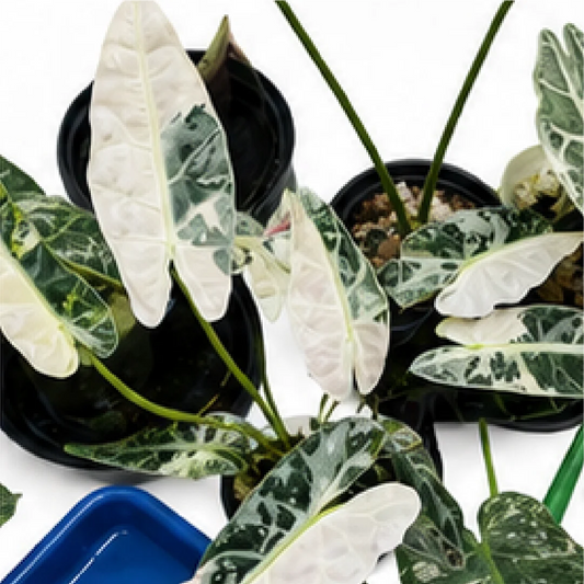 Alocasia Bambino Arrow Tricolor Var – Tissue Culture