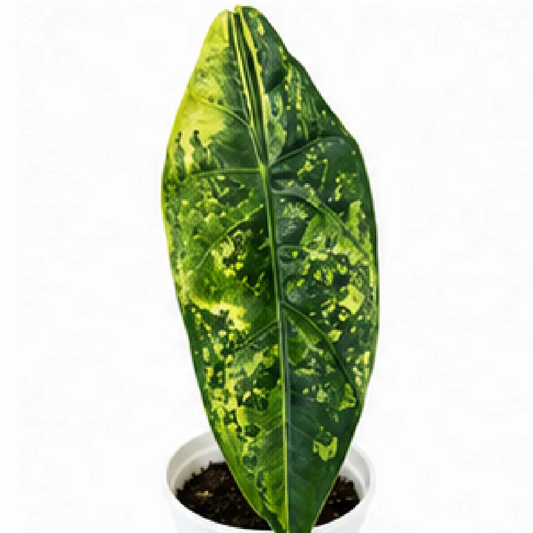 Alocasia Venusta Aurea Var – Tissue Culture