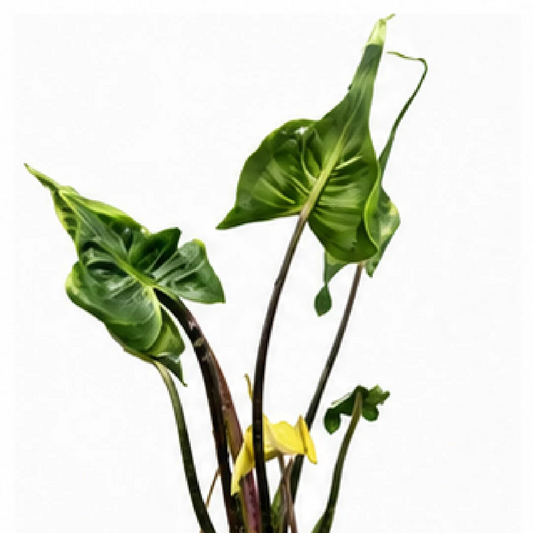 Alocasia Baby Ray – Tissue Culture