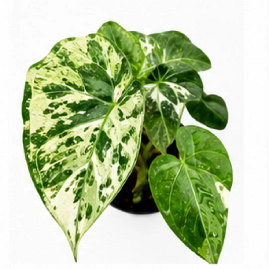 Alocasia Black Satin Pink Var – Tissue Culture