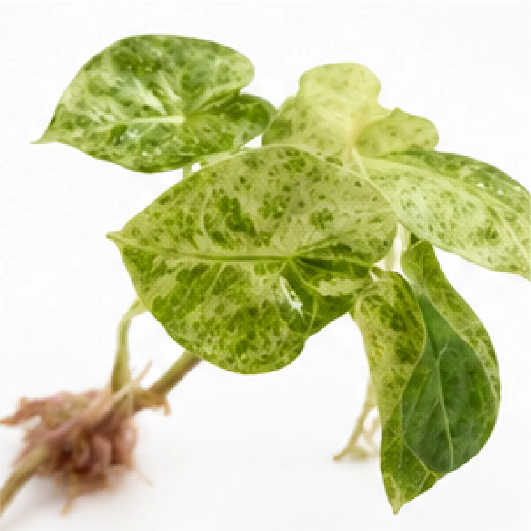 Alocasia Golden Bone Pink Var – Tissue Culture