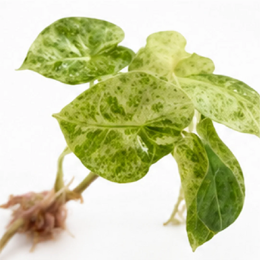 Alocasia Golden Bone Pink Var – Tissue Culture