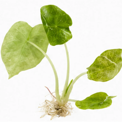 Alocasia Golden Bone Mint Pink Var – Tissue Culture