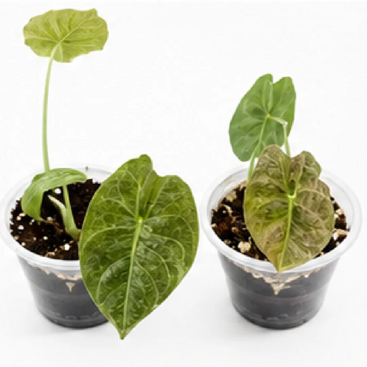 Alocasia Golden Bone Mint Pink Var – Tissue Culture