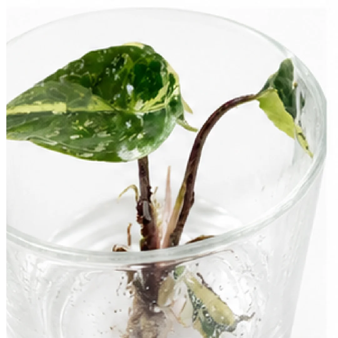 Alocasia Metallic Albo Var – Tissue Culture