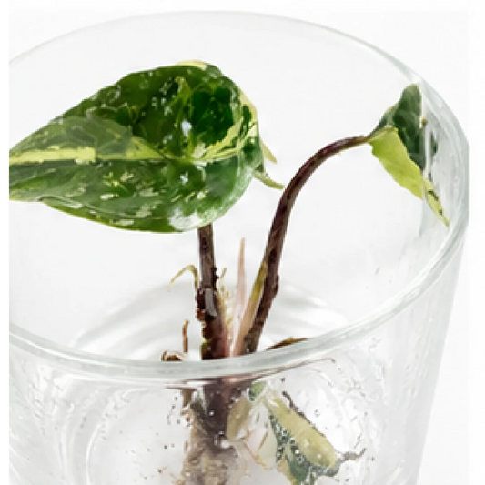 Alocasia Metallic Albo Var – Tissue Culture