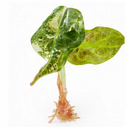 Alocasia Sedenii Pink Var (Single Leaf for Shipping) – Tissue Culture
