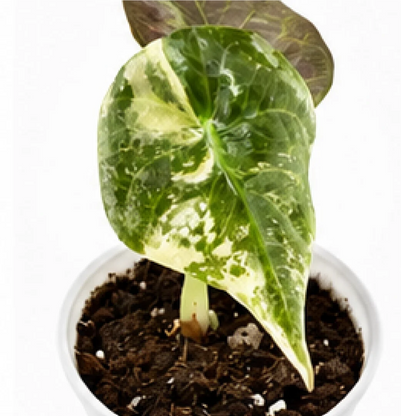 Alocasia Sedenii Pink Var (Single Leaf for Shipping) – Tissue Culture