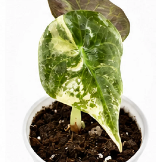 Alocasia Sedenii Pink Var (Single Leaf for Shipping) – Tissue Culture