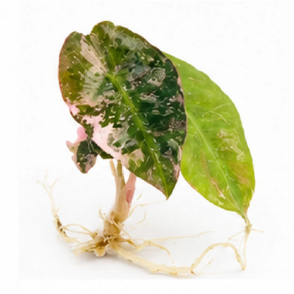 Alocasia Venom Pink Var A Grade (Single Leaf for Shipping) – Tissue Culture