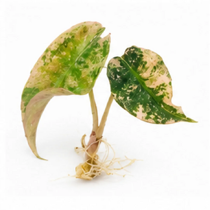 Alocasia Venom Pink Var A Grade (Single Leaf for Shipping) – Tissue Culture