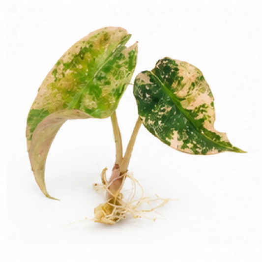 Alocasia Venom Pink Var A Grade (Single Leaf for Shipping) – Tissue Culture