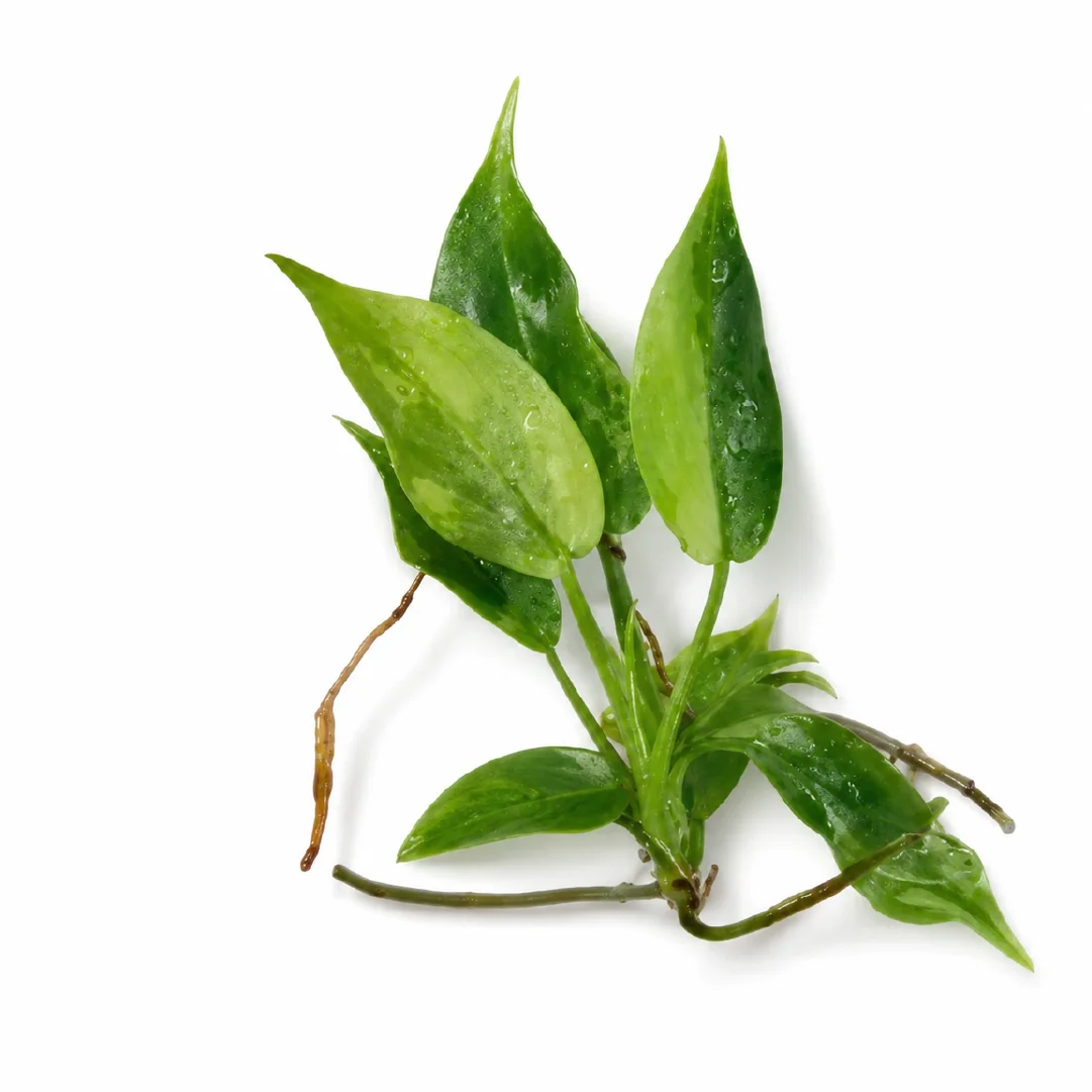 Philodendron Radiatum Var Tissue Culture