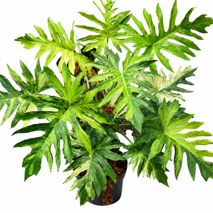 Philodendron Radiatum Var Tissue Culture