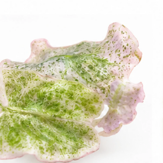 Alocasia Venom Candy Pink Var – Tissue Culture