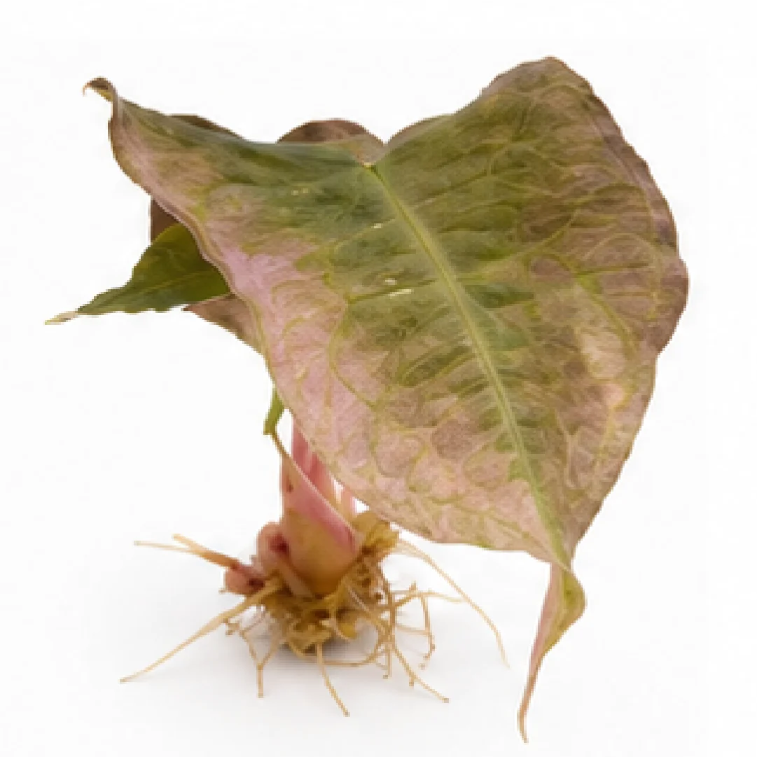 Alocasia Venom Pink Var B Grade (Single Leaf for Shipping) – Tissue Culture